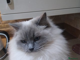 Ragdoll cats in Sandy - Advert 11