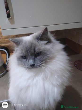 Ragdoll cats in Sandy - Advert 7