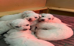 Bichon Frise dogs for sale: Beautiful Bichon frise puppies  in West Drayton - Image 10