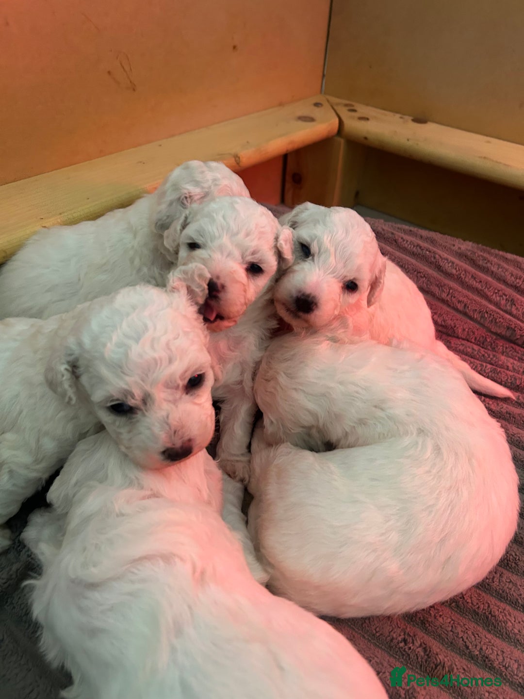 Bichon Frise dogs for sale: Beautiful Bichon frise puppies  in West Drayton - Image 10
