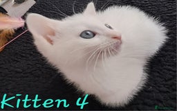 Mixed Breed cats for sale: 4 cute kittens up for sale - Image 27