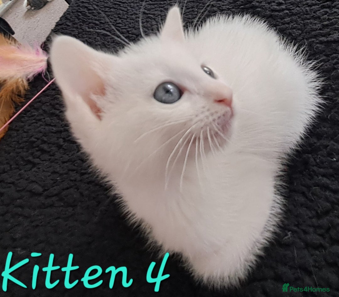 Mixed Breed cats for sale: 4 cute kittens up for sale - Image 27