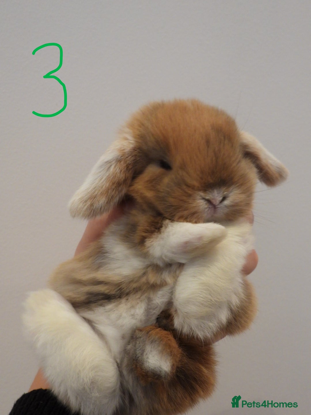 Mini Lop rabbits for sale: Adorable Purebred Baby Mini Lops - Image 16