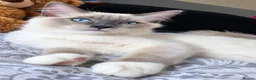 Ragdoll cats for sale: Chunky boys - Advert 4