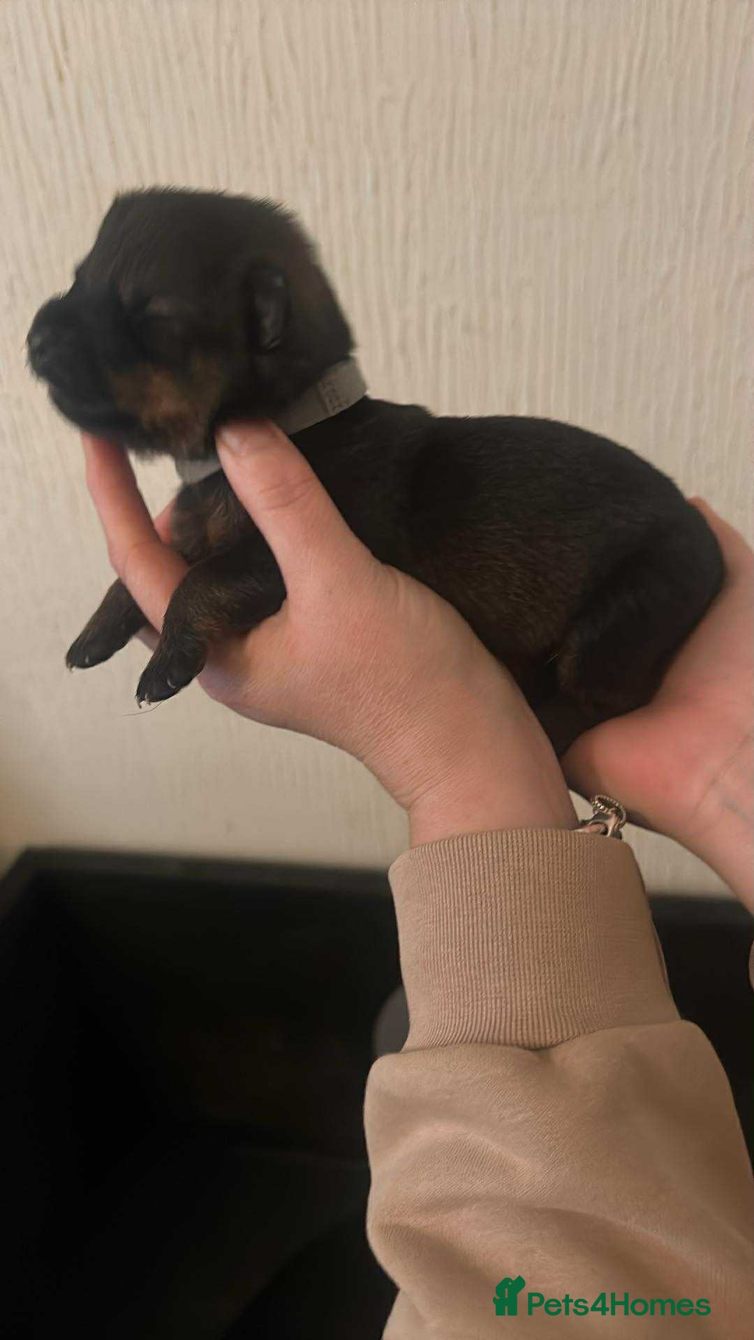 Mixed Breed dogs for sale: Shepweiller Puppies (8/10/25) - Image 5