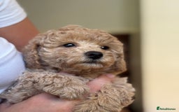 Poochon dogs for sale: 2 female poochon puppies - Image 2