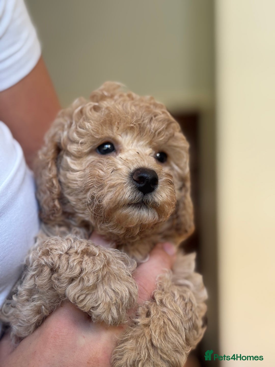 Poochon dogs for sale: 2 female poochon puppies - Image 2