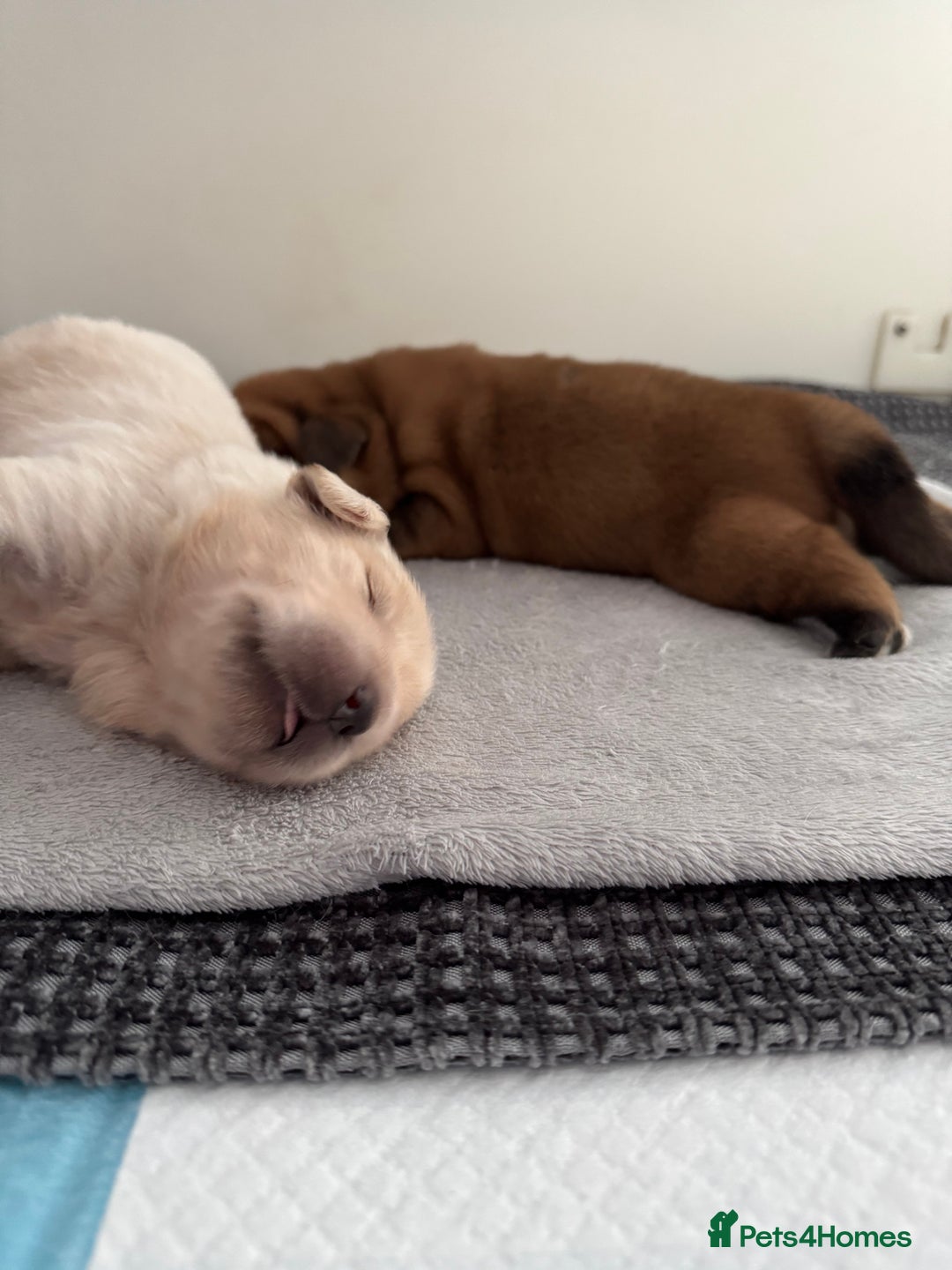 Tibetan Mastiff dogs for sale: Chinese Tibetan mastiff pups  - Image 4