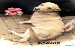 Labrador Retriever dogs for sale: Labrador girl - Advert 3