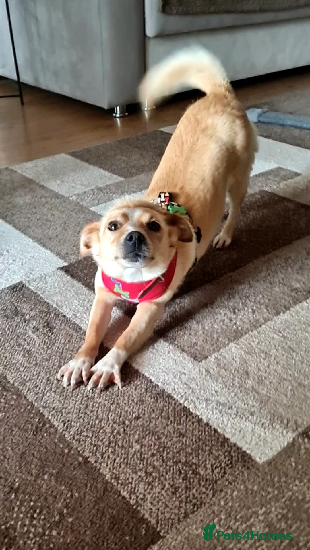 Mixed Breed dogs for adoption: Adopt Adorable Rescue puppy  Miki - Advert 4