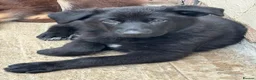 German Shepherd dogs for sale:  German Shepherd puppies - Advert 3