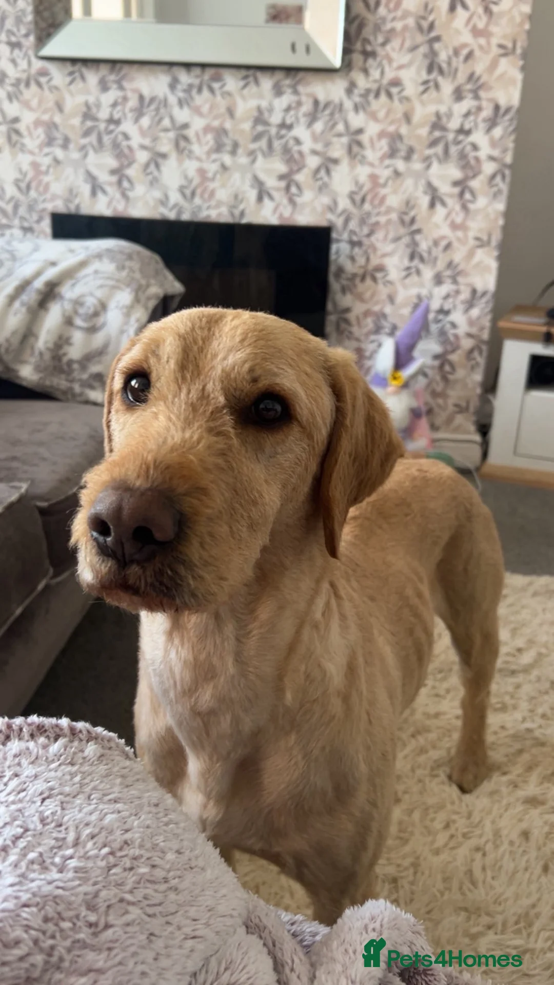 Labradoodle dogs for stud: Max parkin in Wingate - Advert 2