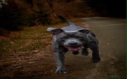 Staffordshire Bull Terrier dogs for sale: Staffordshire bull terrier Puppies  - Image 24