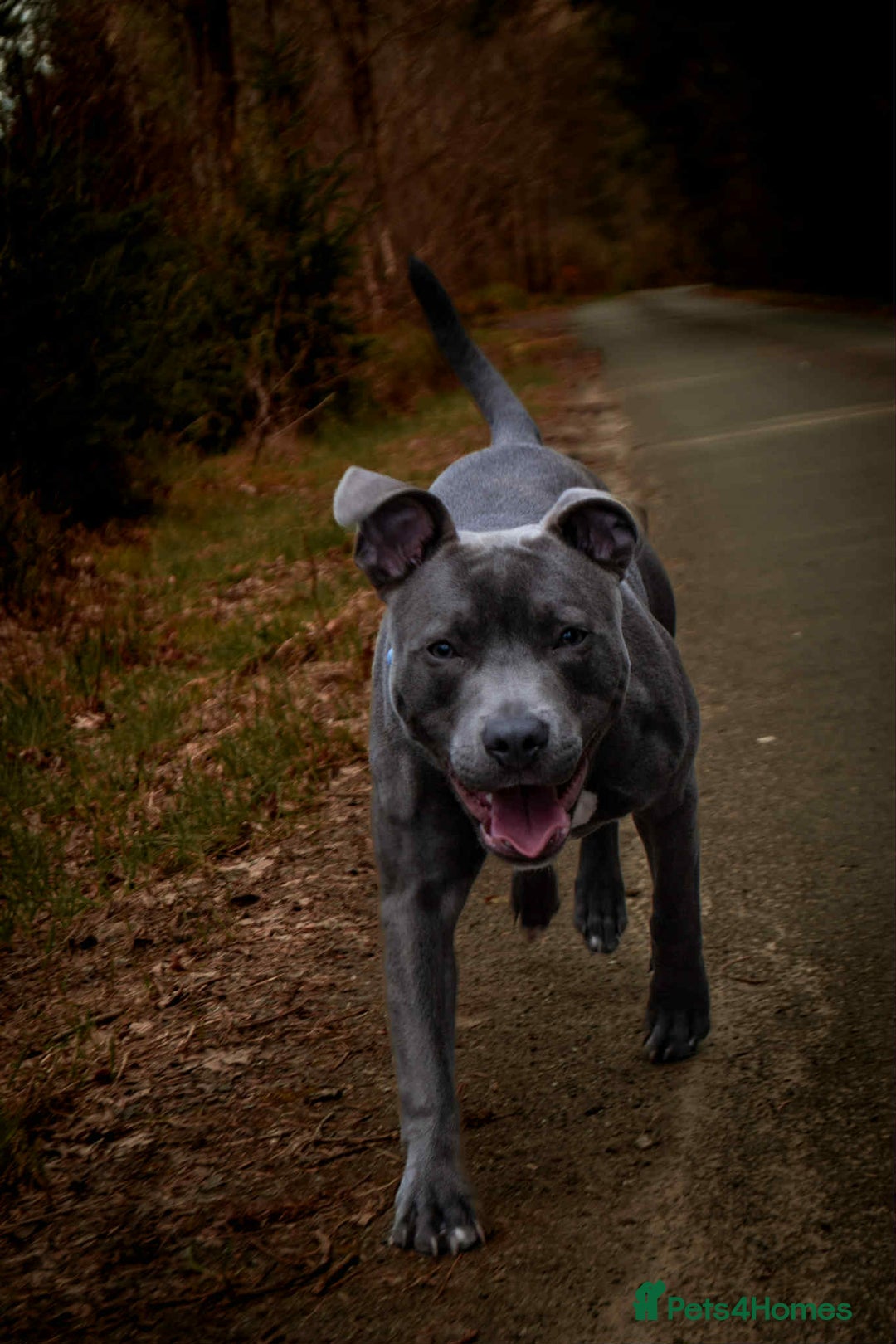 Staffordshire Bull Terrier dogs for sale: Staffordshire bull terrier Puppies  - Image 24