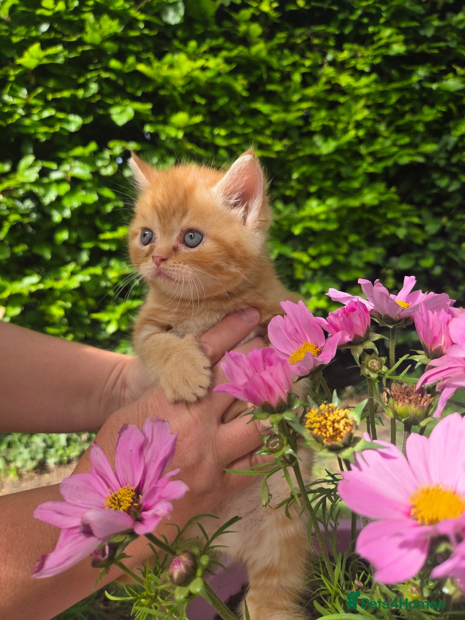 Persian cats for sale: Persian Cross tabby kittens for sale  in Warminster - Advert 32