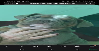 English Bulldog dogs - Advert 5