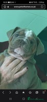 English Bulldog dogs - Advert 5