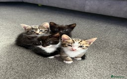 Mixed Breed cats for sale: Kitten for sale  - Image 4