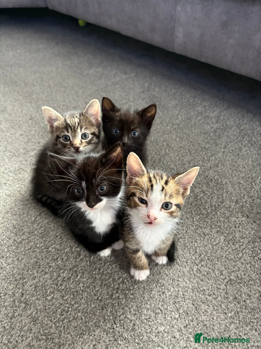Mixed Breed cats for sale: Kitten for sale  - Image 4