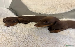 Miniature Dachshund dogs for sale: Miniature dachshund puppies  - Image 6