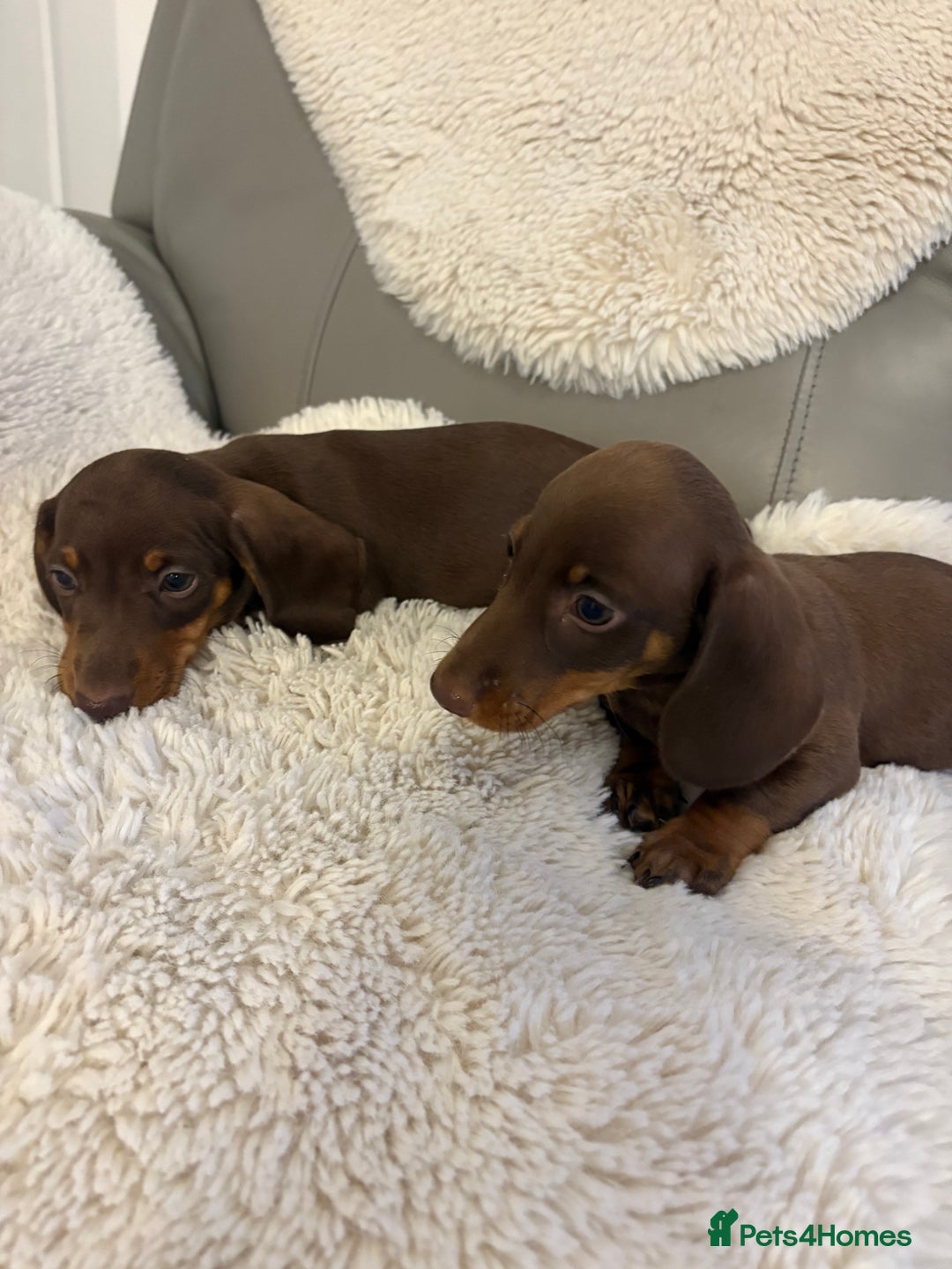 Miniature Dachshund dogs for sale: Miniature dachshund puppies  - Image 6