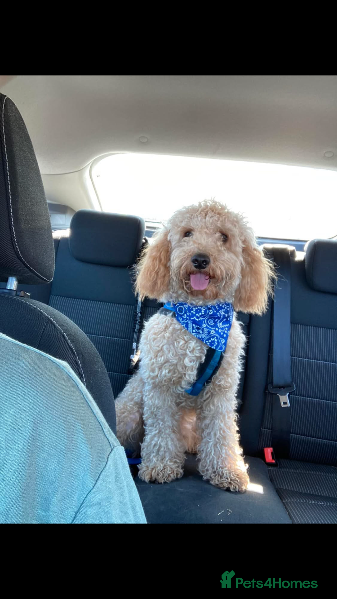 Cockapoo dogs for sale: Beautiful Cockerpoo Male - Image 1