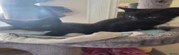 Mixed Breed cats for sale: Black kittens in Nuneaton - Advert 4