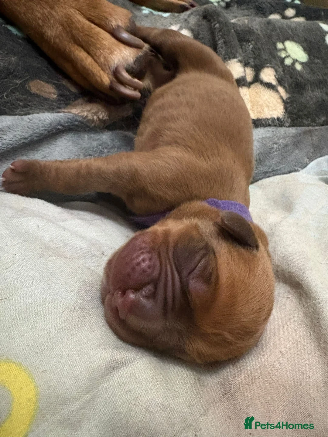 Dogue De Bordeaux dogs for sale: Outstanding Dogue de Bordeaux girls in Burnley - Advert 6