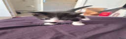 Mixed Breed cats for sale: 8 week old beautiful kittens in Didcot - Advert 9