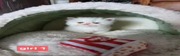 Persian cats for sale: PERSIAN  **  KITTENS LOOKING FOR NEW HOMES  - Advert 10