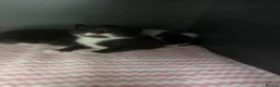 Domestic Shorthair cats for sale: Beautiful kittens  in Leicester - Advert 8
