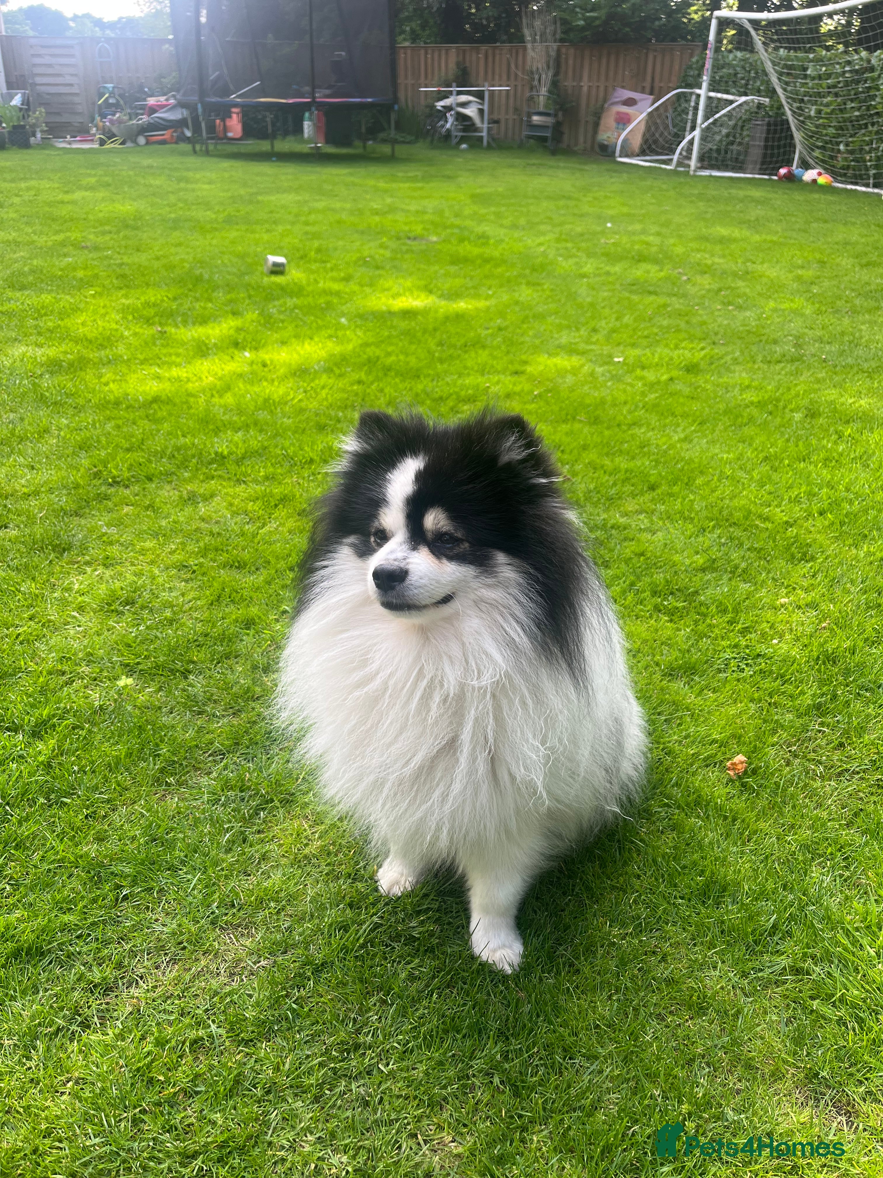 German Spitz dogs German spitz klein for stud in Woking - Advert 1