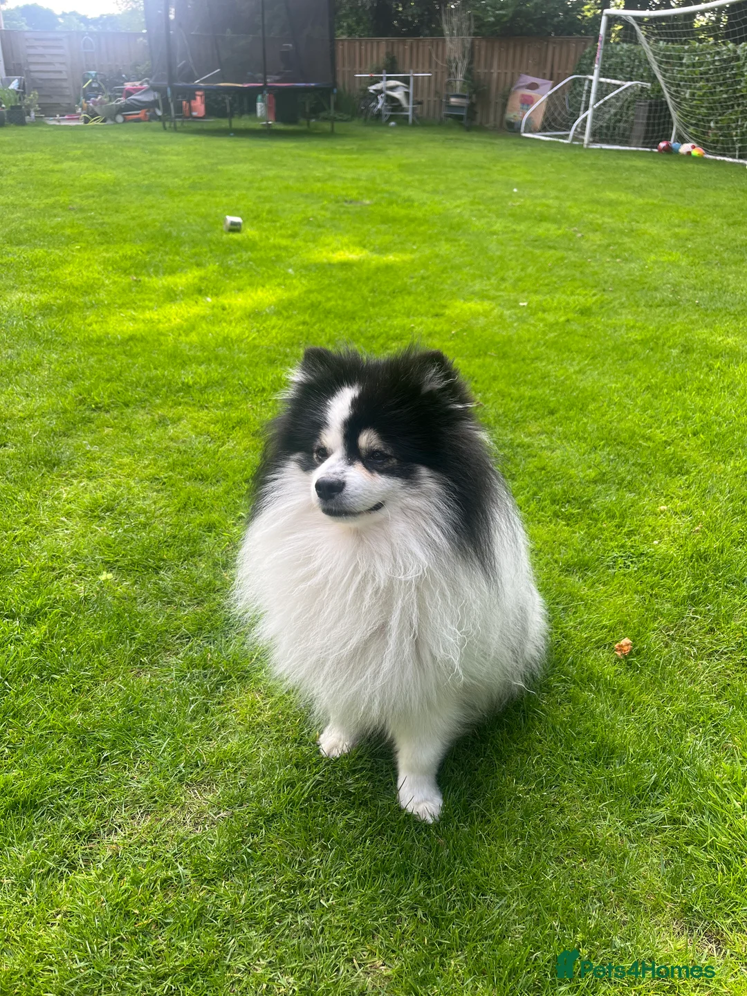 German Spitz dogs for stud: German spitz klein for stud in Woking - Advert 1