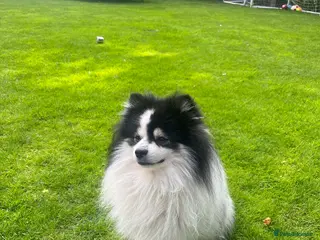 German Spitz dogs German spitz klein for stud in Woking - Advert 1