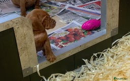 Hungarian Vizsla dogs for sale: Stunning Hungarian Vizsla Puppies  - Image 6