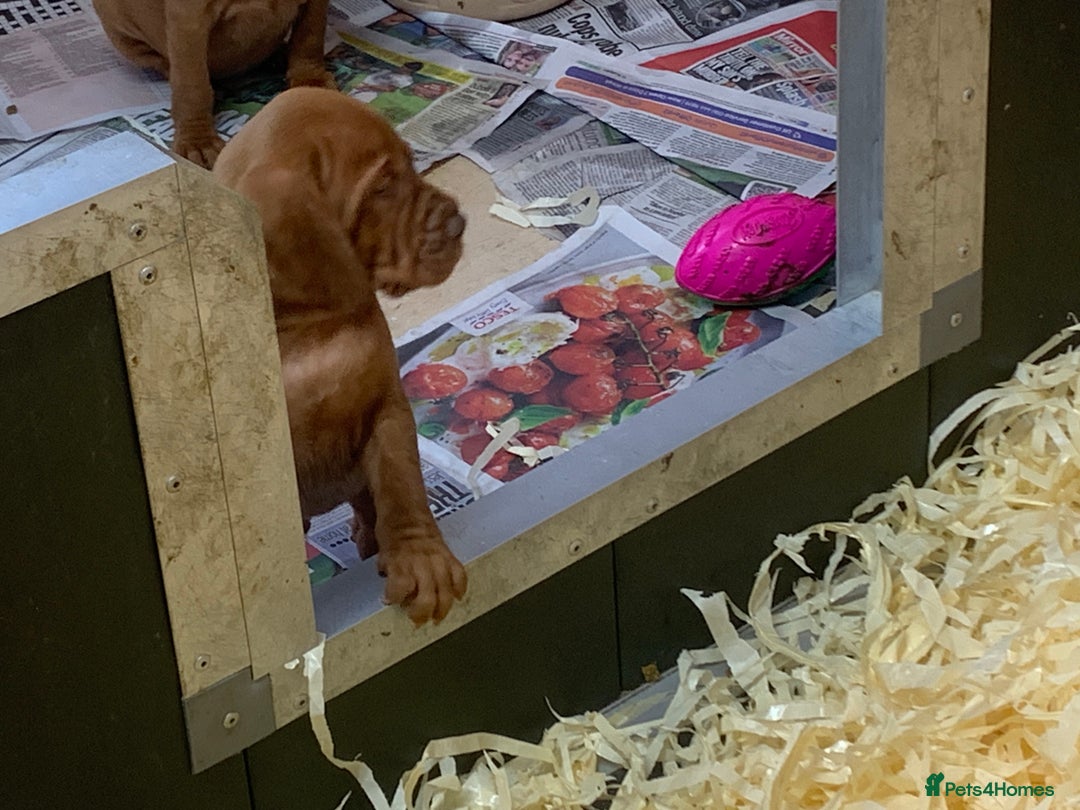 Hungarian Vizsla dogs for sale: Stunning Hungarian Vizsla Puppies  - Image 6