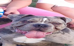 Old Tyme Bulldog dogs for sale: Male Lilac merle old tyme bulldog - Image 1