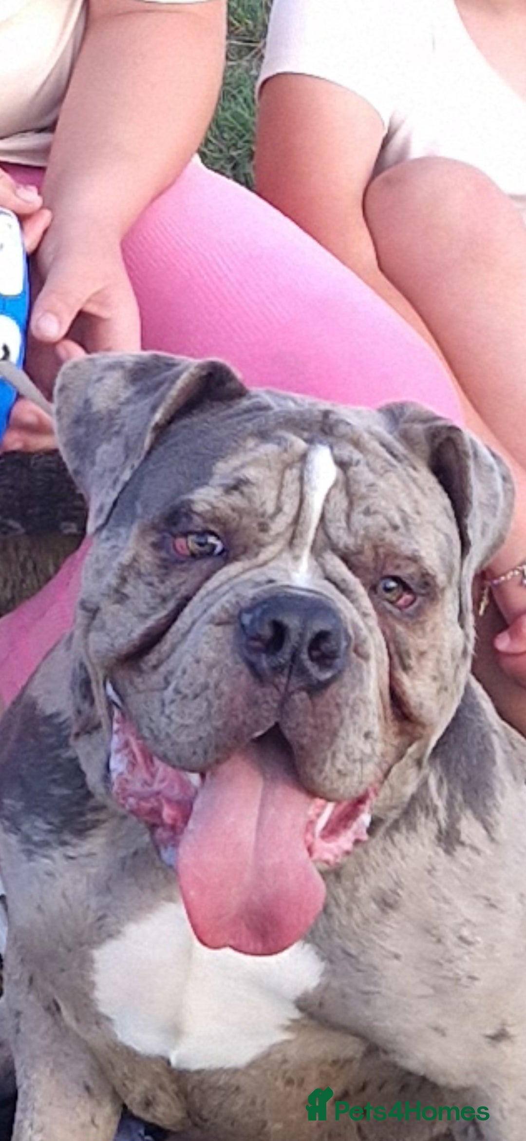 Old Tyme Bulldog dogs for sale: Male Lilac merle old tyme bulldog - Image 1