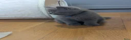 British Shorthair cats for sale: Classic Blue British Shorthair - Advert 6
