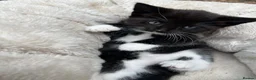 Mixed Breed cats for sale: Three beautiful kittens – two girls and one boy.  - Advert 8