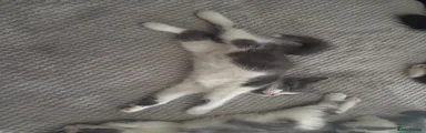 British Longhair Kitten 1