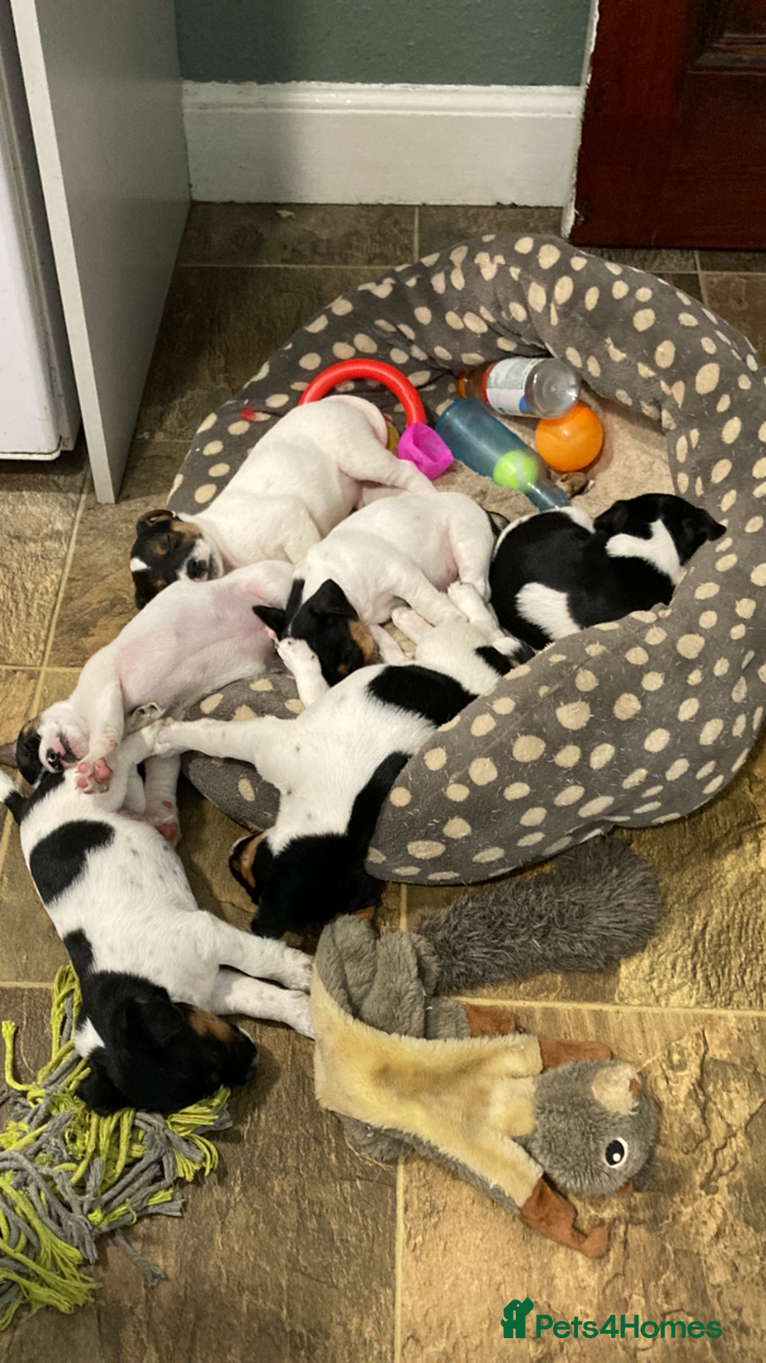 Jack Russell dogs for sale: Jack Russell pups - Image 1
