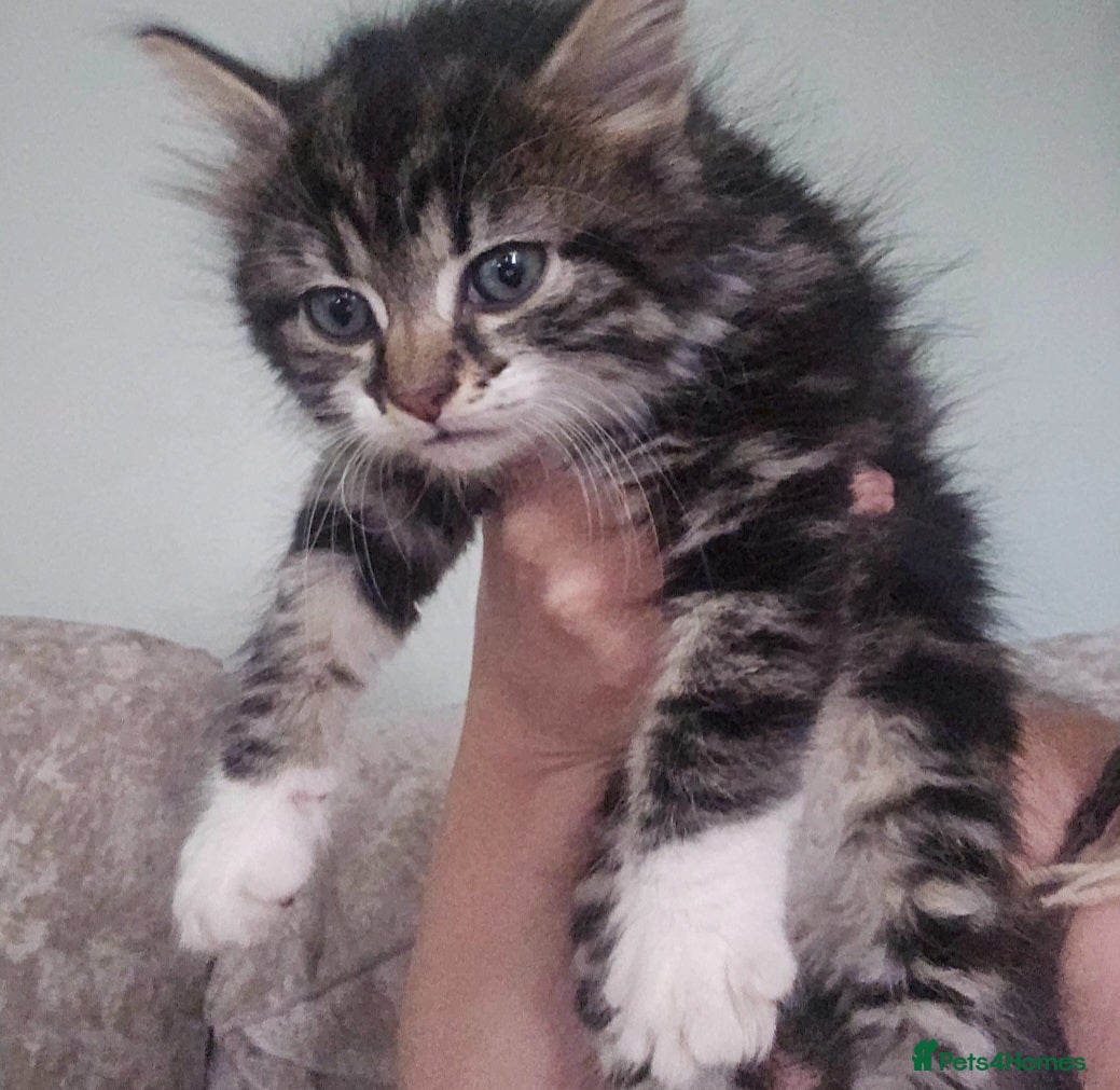 Mixed Breed cats Fluffy kitten 8 weeks  - Advert 2
