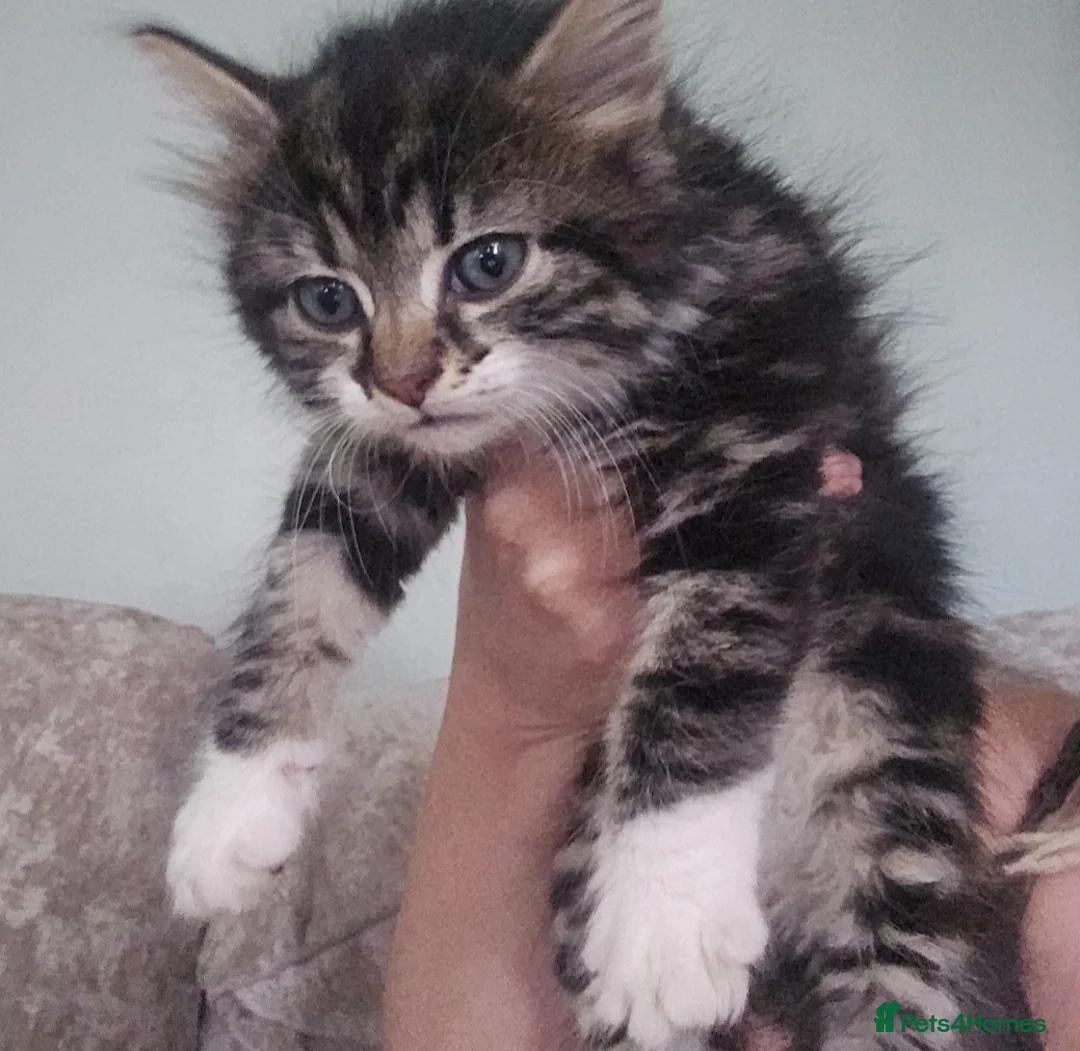 Mixed Breed cats for sale: Fluffy kitten 8 weeks  in Bury - Advert 1