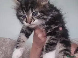 Mixed Breed cats Fluffy kitten 8 weeks - Advert 2