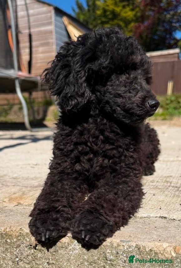 Toy Poodle dogs Gorgeous Tiny Toy Poodle x Asian Poodle Puppies X4 - Advert 1