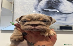English Bulldog dogs for sale: English bulldog puppies  - Image 11