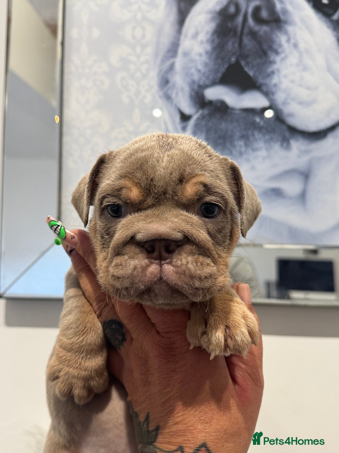 English Bulldog dogs for sale: English bulldog puppies  - Image 11