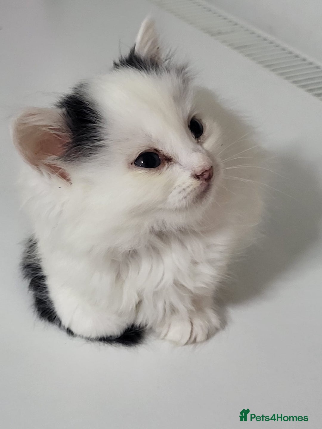 British Shorthair cats for sale: British Shorthair Kittens for sale  - Image 12
