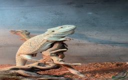 Bearded Dragon reptiles for sale: Breaded dragon - Image 9